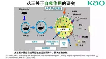 日本化妝品市場熱門的創新技術與開發趨勢